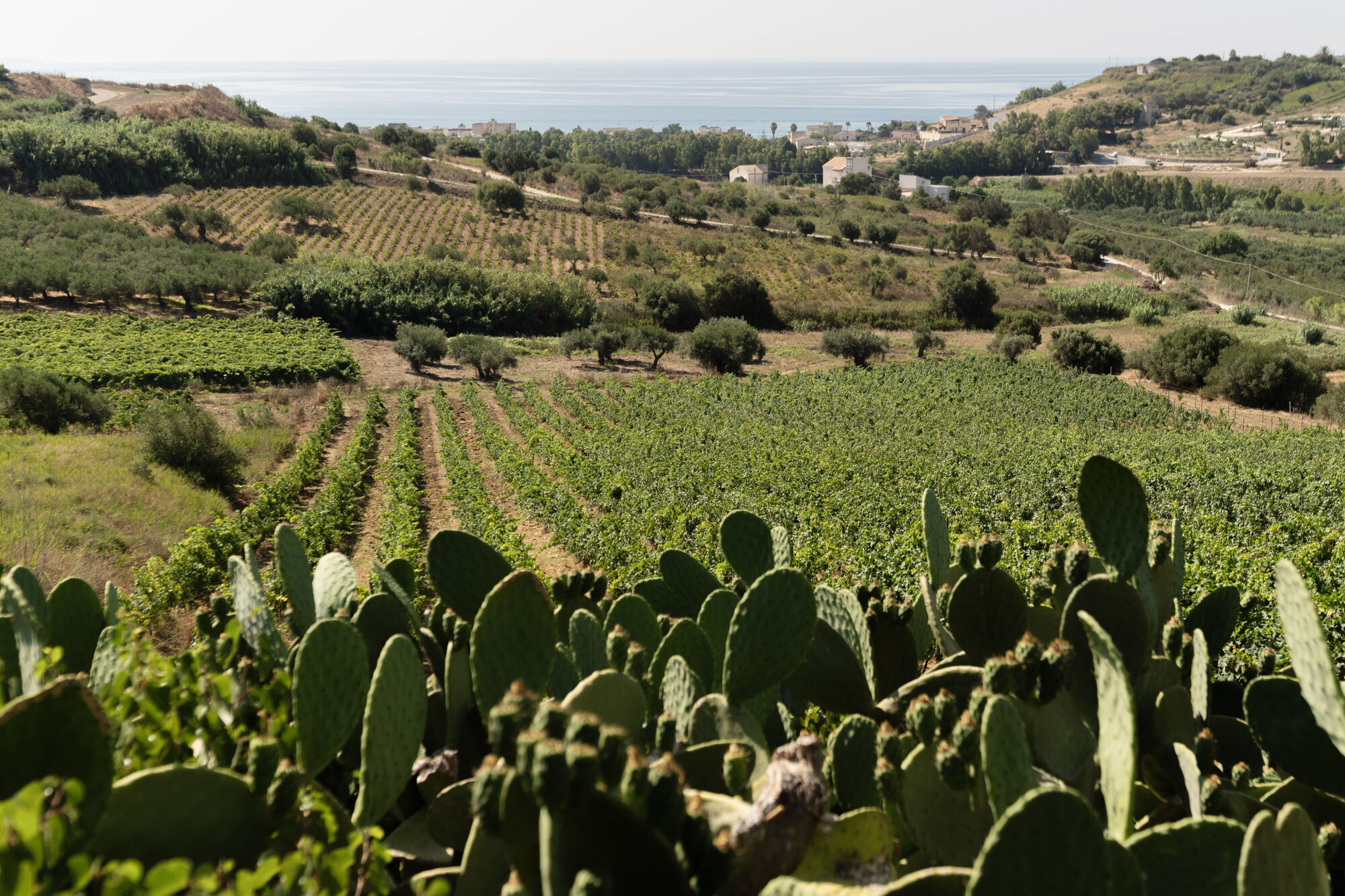 Vigneti e fichi d'india digradanti verso il mare di Sciacca