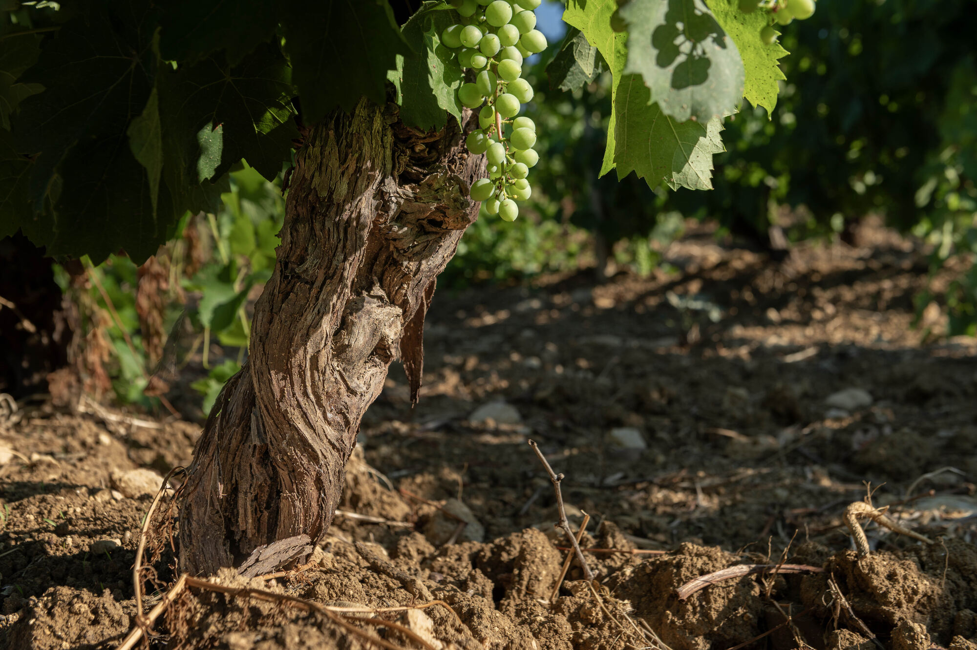 Vecchio ceppo di vite con grappoli di uva verde nella vigna, terra lavorata in primo piano